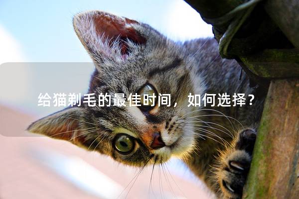 给猫剃毛的最佳时间，如何选择？