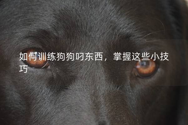 如何训练狗狗叼东西，掌握这些小技巧