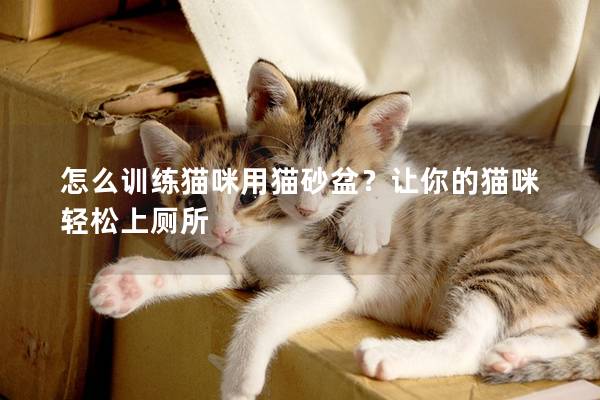 怎么训练猫咪用猫砂盆？让你的猫咪轻松上厕所