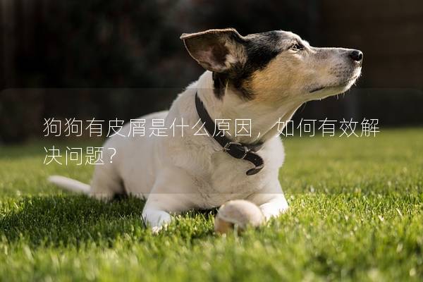 狗狗有皮屑是什么原因，如何有效解决问题？