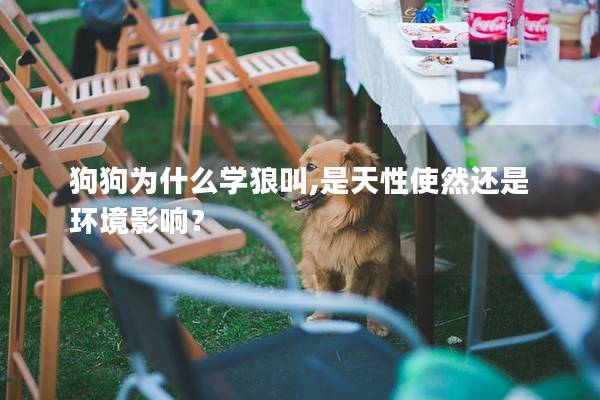 狗狗为什么学狼叫,是天性使然还是环境影响？