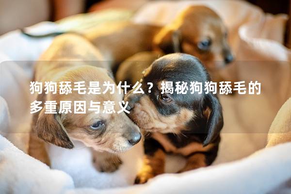 狗狗舔毛是为什么？揭秘狗狗舔毛的多重原因与意义