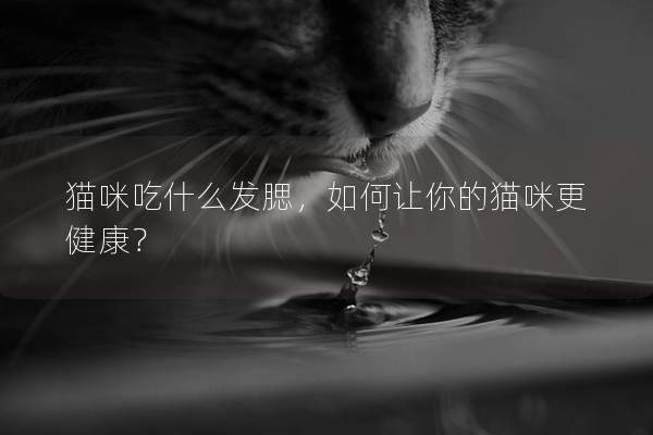 猫咪吃什么发腮，如何让你的猫咪更健康？