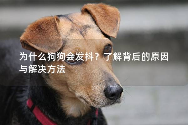 为什么狗狗会发抖？了解背后的原因与解决方法