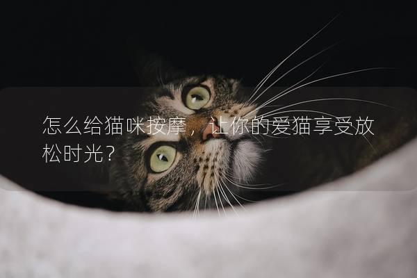 怎么给猫咪按摩，让你的爱猫享受放松时光？