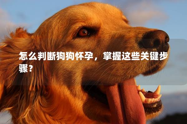 怎么判断狗狗怀孕，掌握这些关键步骤？