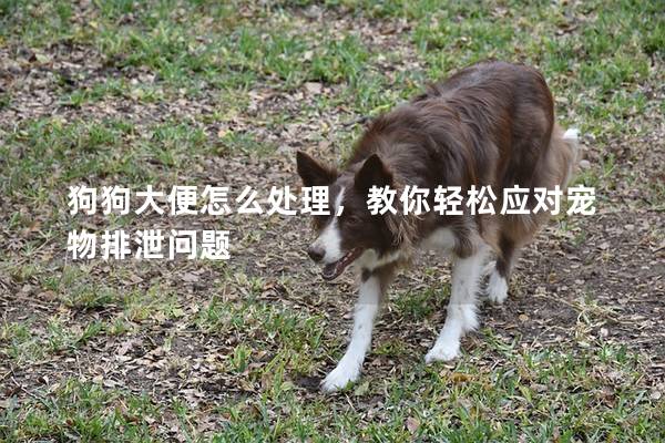 狗狗大便怎么处理，教你轻松应对宠物排泄问题