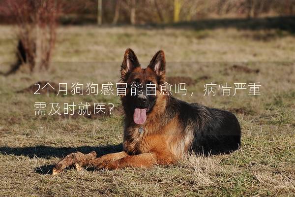 2个月狗狗感冒能自愈吗，病情严重需及时就医？