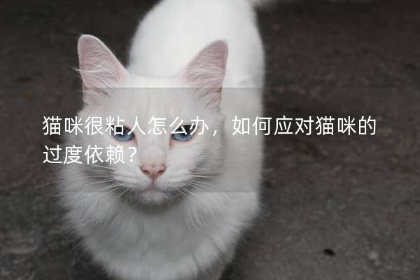 猫咪很粘人怎么办，如何应对猫咪的过度依赖？