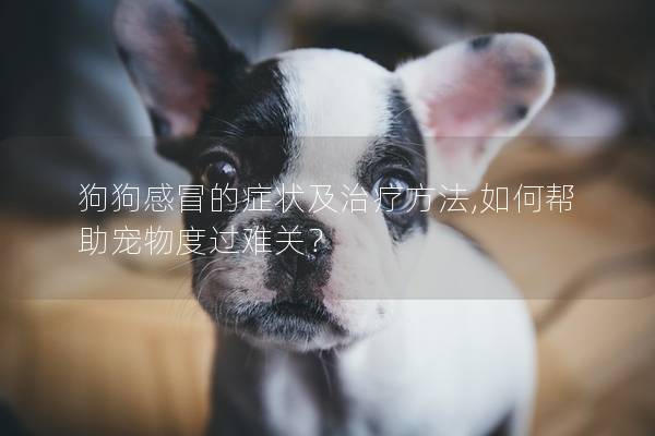 狗狗感冒的症状及治疗方法,如何帮助宠物度过难关？