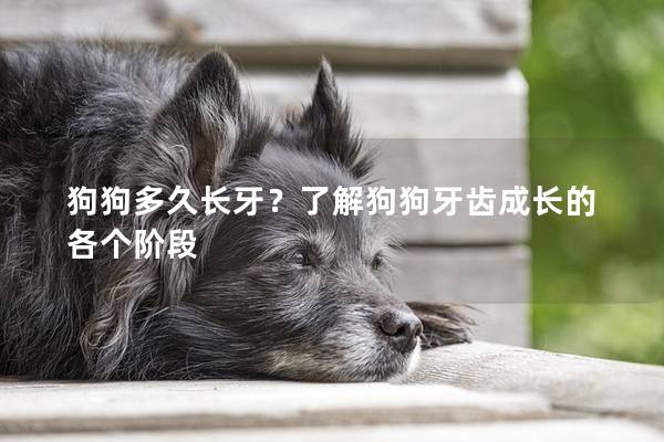 狗狗多久长牙？了解狗狗牙齿成长的各个阶段