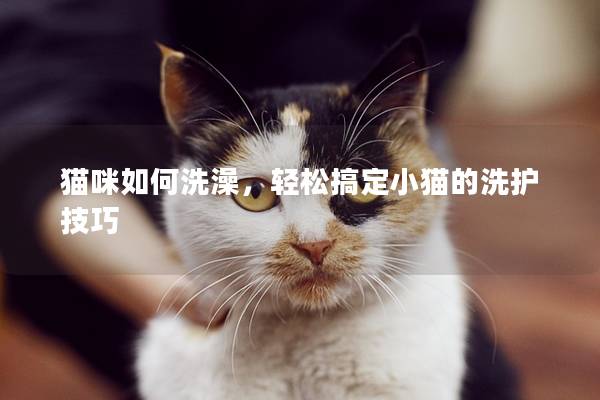 猫咪如何洗澡，轻松搞定小猫的洗护技巧