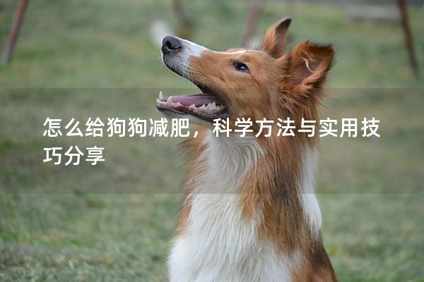 怎么给狗狗减肥，科学方法与实用技巧分享