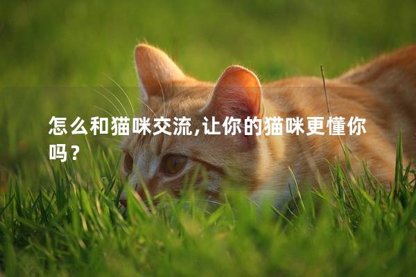 怎么和猫咪交流,让你的猫咪更懂你吗？