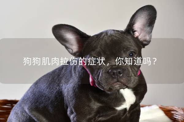 狗狗肌肉拉伤的症状，你知道吗？