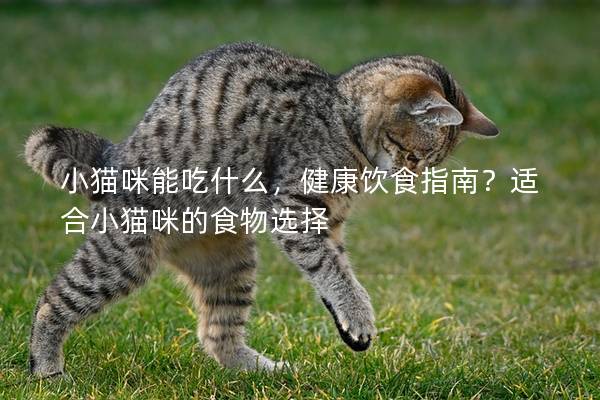 小猫咪能吃什么，健康饮食指南？适合小猫咪的食物选择