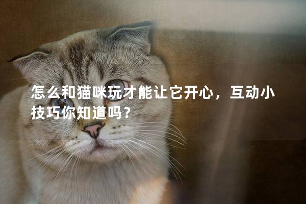 怎么和猫咪玩才能让它开心，互动小技巧你知道吗？
