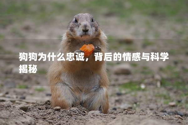 狗狗为什么忠诚，背后的情感与科学揭秘