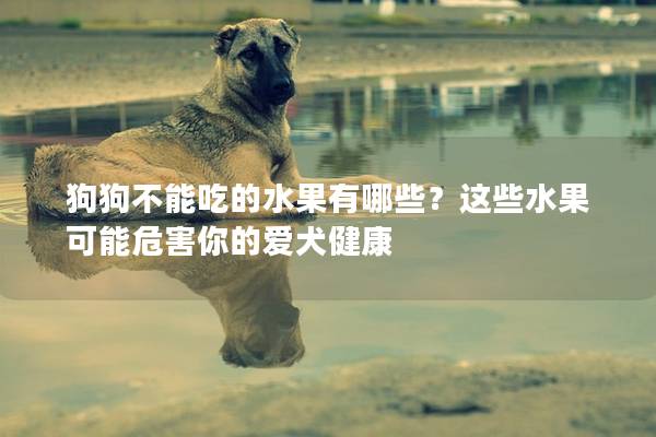 狗狗不能吃的水果有哪些？这些水果可能危害你的爱犬健康