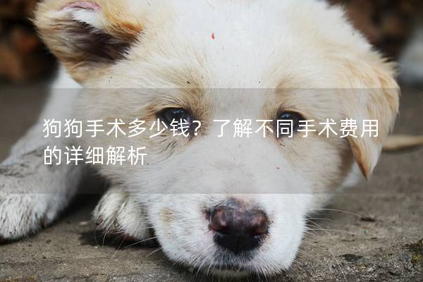 狗狗手术多少钱？了解不同手术费用的详细解析