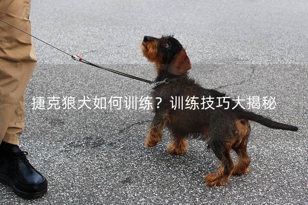 捷克狼犬如何训练？训练技巧大揭秘