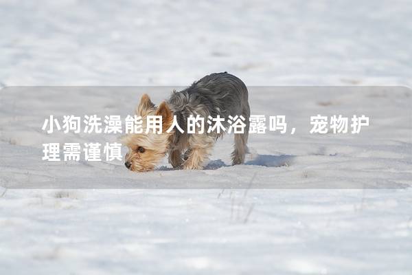 小狗洗澡能用人的沐浴露吗，宠物护理需谨慎