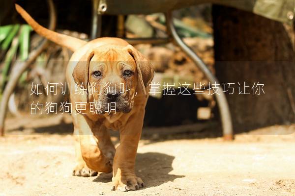 如何训练狗狗叫，掌握这些技巧让你的狗狗更聪明