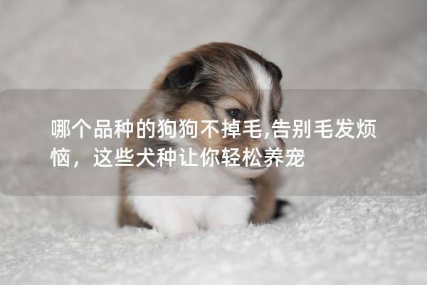 哪个品种的狗狗不掉毛,告别毛发烦恼，这些犬种让你轻松养宠