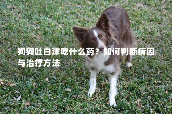 狗狗吐白沫吃什么药？如何判断病因与治疗方法