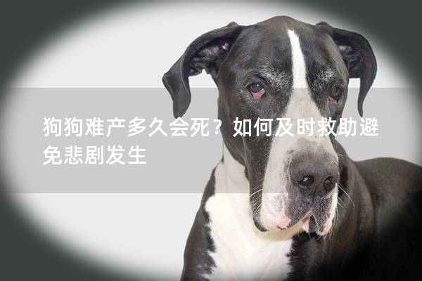 狗狗难产多久会死？如何及时救助避免悲剧发生