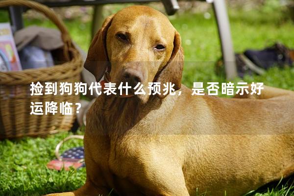 捡到狗狗代表什么预兆，是否暗示好运降临？