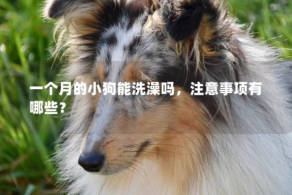 一个月的小狗能洗澡吗，注意事项有哪些？