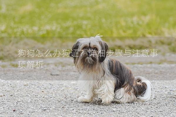 狗狗怎么办狗证？详细步骤与注意事项解析