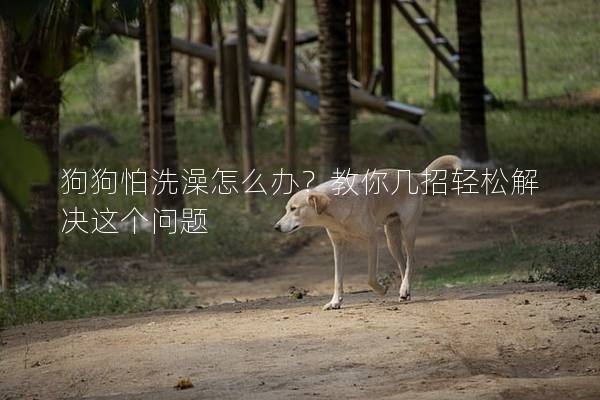 狗狗怕洗澡怎么办？教你几招轻松解决这个问题