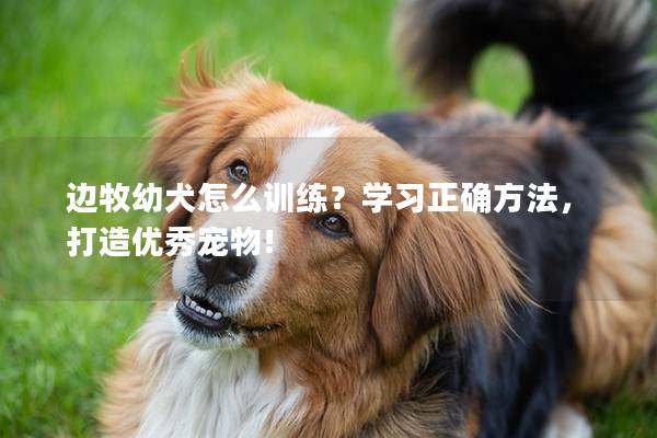 边牧幼犬怎么训练？学习正确方法，打造优秀宠物!