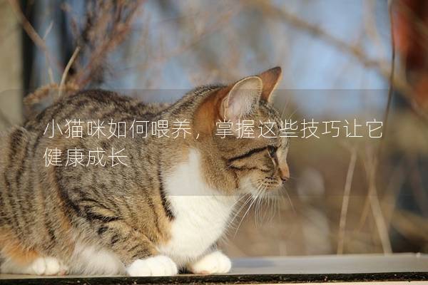 小猫咪如何喂养，掌握这些技巧让它健康成长