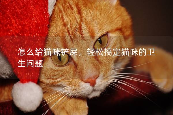 怎么给猫咪铲屎，轻松搞定猫咪的卫生问题