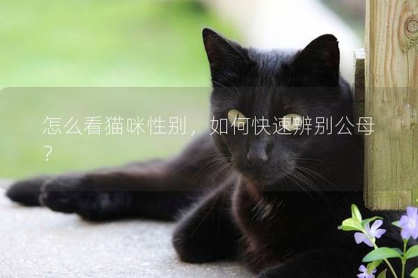 怎么看猫咪性别，如何快速辨别公母？