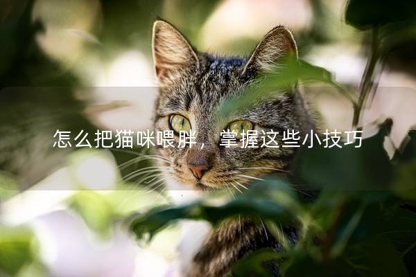怎么把猫咪喂胖，掌握这些小技巧