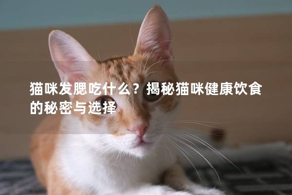 猫咪发腮吃什么？揭秘猫咪健康饮食的秘密与选择