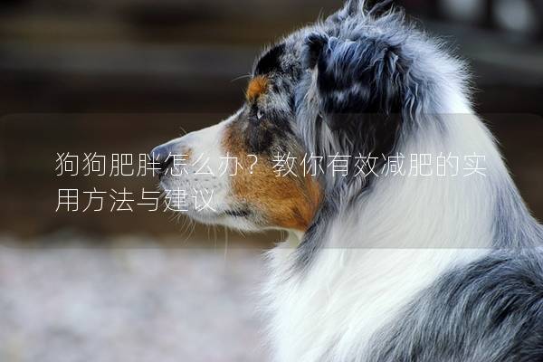 狗狗肥胖怎么办？教你有效减肥的实用方法与建议