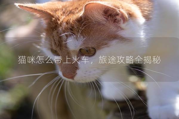 猫咪怎么带上火车，旅途攻略全揭秘