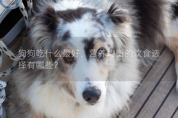 狗狗吃什么最好，营养均衡的饮食选择有哪些？