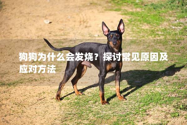 狗狗为什么会发烧？探讨常见原因及应对方法