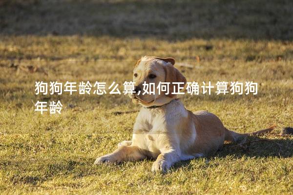 狗狗年龄怎么算,如何正确计算狗狗年龄 狗狗年龄怎么算,如何正确计算狗狗年龄