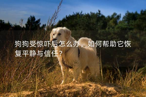 狗狗受惊吓后怎么办，如何帮助它恢复平静与信任？