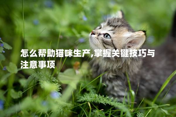 怎么帮助猫咪生产,掌握关键技巧与注意事项