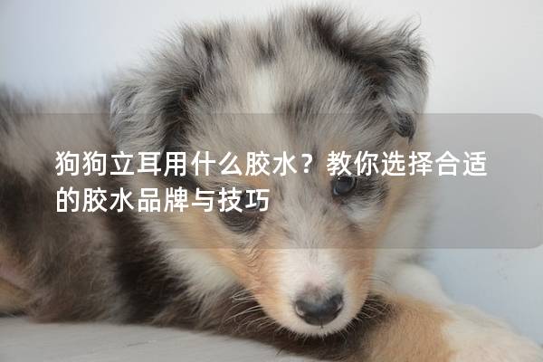 狗狗立耳用什么胶水？教你选择合适的胶水品牌与技巧