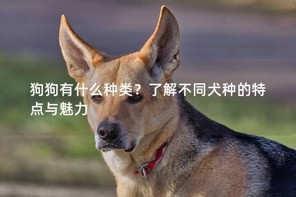 狗狗有什么种类？了解不同犬种的特点与魅力