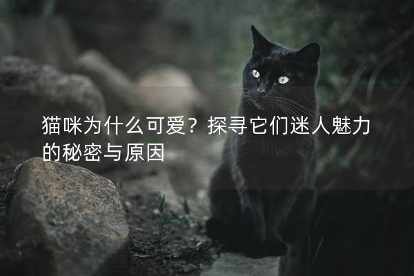 猫咪为什么可爱？探寻它们迷人魅力的秘密与原因
